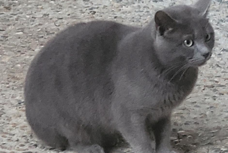 Fundmeldung Katze rassenmischung  Männliche Clairac Frankreich