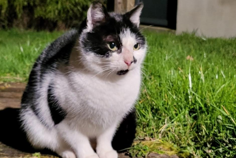 Fundmeldung Katze   Unbekannt Les Landes-Genusson Frankreich