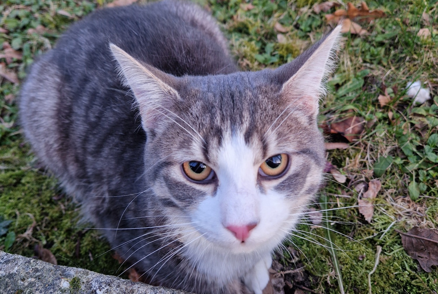 Fundmeldung Katze Männliche , 2025 jahre Créteil Frankreich