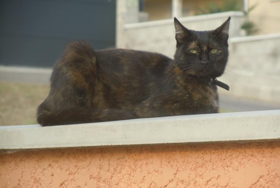 Disappearance alert Cat  Female , 8 years Pusignan France