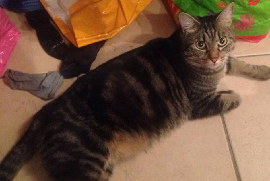 Disappearance alert Cat  Male , 8 years Lyon 2e Arrondissement France