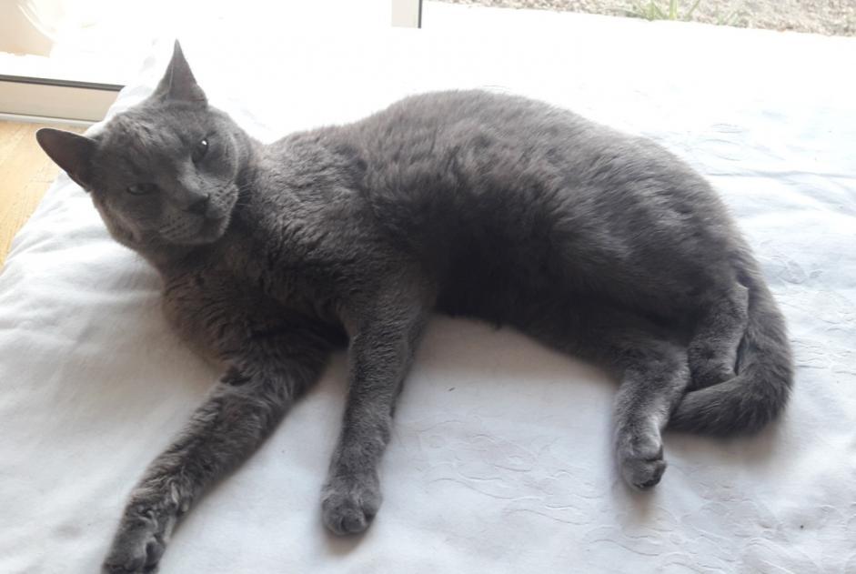 Disappearance alert Cat  Female , 10 years L'Escarène France