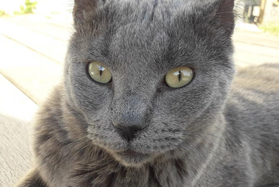 Disappearance alert Cat  Female , 10 years L'Escarène France