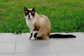 Disappearance alert Cat miscegenation  Female , 7 years Damgan France