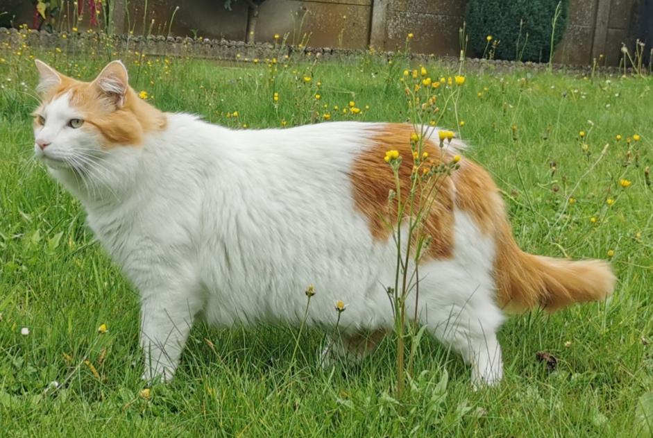 Disappearance alert Cat miscegenation  Male , 5 years Chaville France