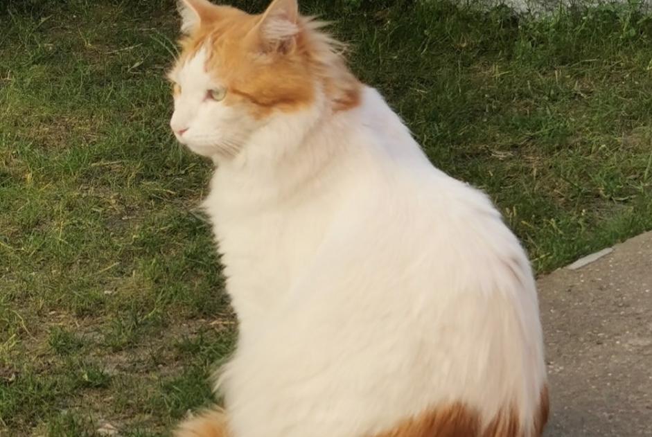 Disappearance alert Cat miscegenation  Male , 5 years Chaville France