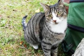 Disappearance alert Cat  Female , 4 years Niergnies France