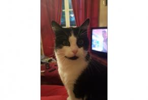 Disappearance alert Cat Male , 10 years Saint-Germain-la-Blanche-Herbe France