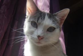 Disappearance alert Cat miscegenation  Female , 4 years Villefranche-de-Rouergue France