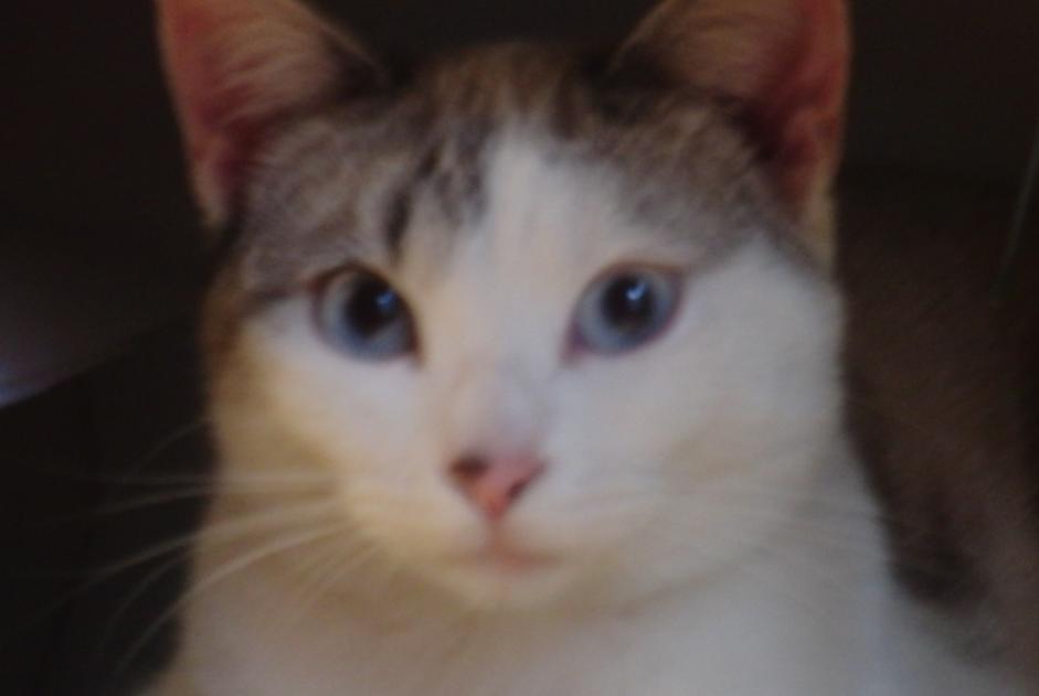 Disappearance alert Cat miscegenation  Female , 4 years Villefranche-de-Rouergue France