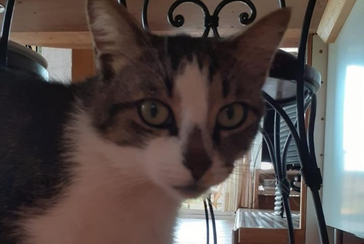 Disappearance alert Cat  Male , 4 years Pontchâteau France