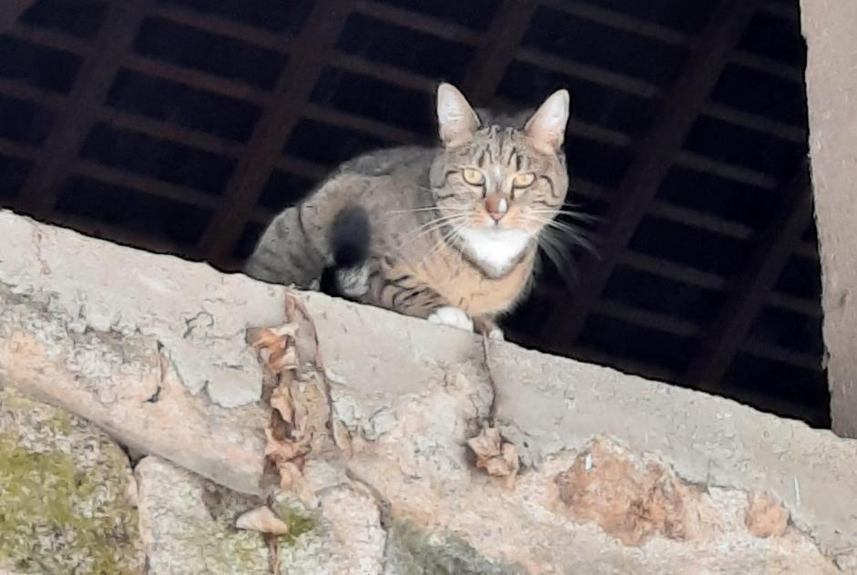 Disappearance alert Cat miscegenation  Female , 4 years Marigny-l'Église France