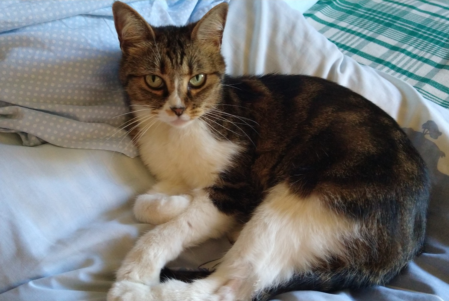 Disappearance alert Cat miscegenation  Female , 12 years Châtel-Guyon France