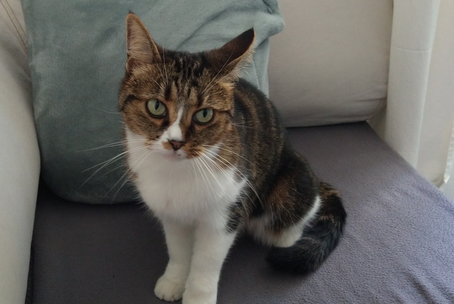 Disappearance alert Cat miscegenation  Female , 12 years Châtel-Guyon France