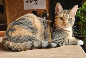 Disappearance alert Cat miscegenation  Female , 1 years Le Pecq France