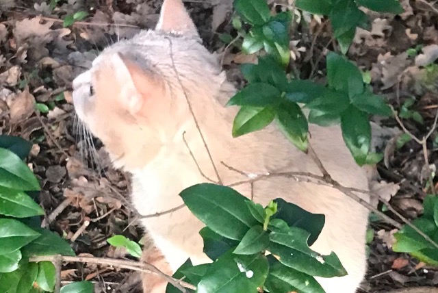 Disappearance alert Cat miscegenation  Male , 1 years Le Cannet-des-Maures France