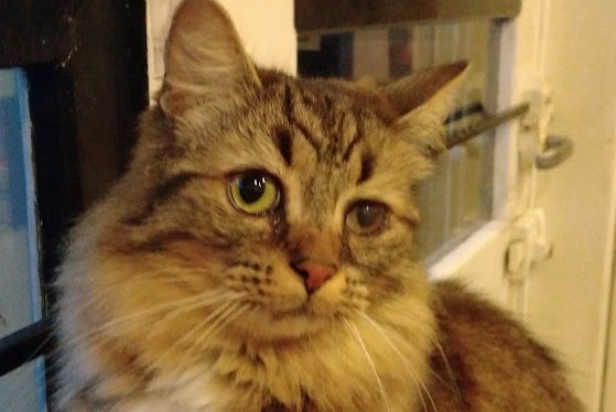 Disappearance alert Cat miscegenation  Male , 3 years Denain France