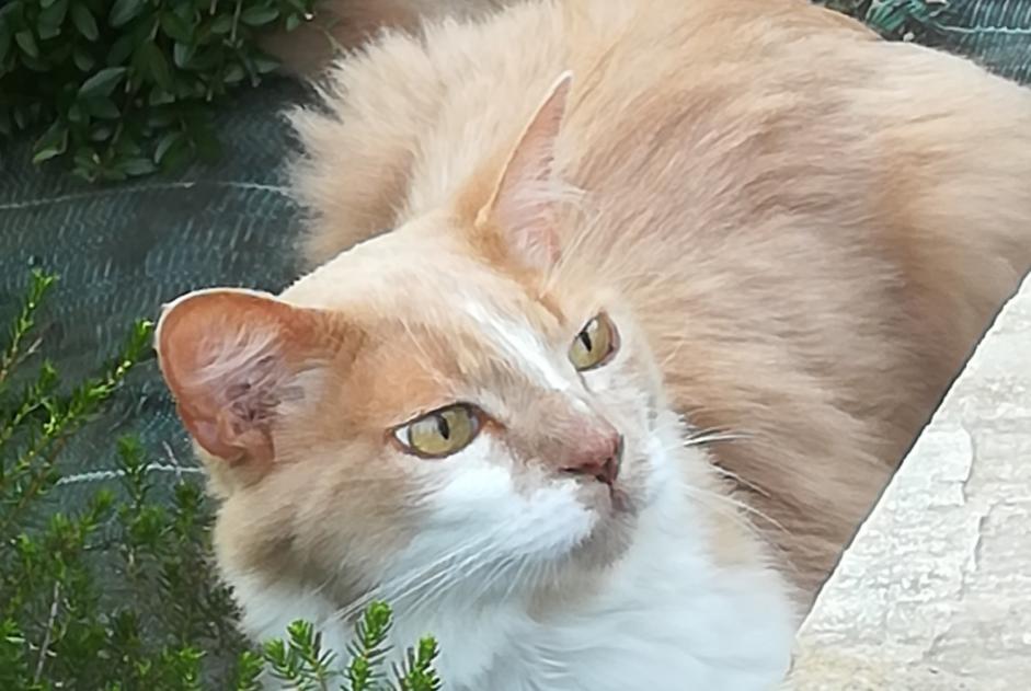 Disappearance alert Cat miscegenation  Male , 12 years Plescop France