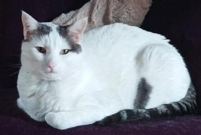 Disappearance alert Cat miscegenation  Male , 3 years Saintes France