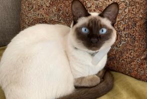 Disappearance alert Cat  Female , 3 years Aix-en-Provence France