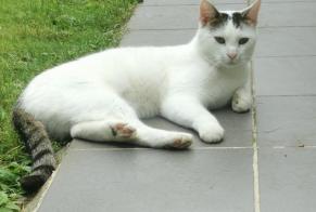 Discovery alert Cat Unknown , 1 year Arvillers France