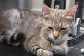 Discovery alert Cat Female Le Petit-Quevilly France