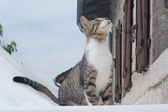 Disappearance alert Cat miscegenation  Male , 1 years Saint-Sylvestre France