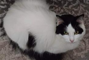 Disappearance alert Cat miscegenation  Female , 4 years Maisoncelles-en-Brie France