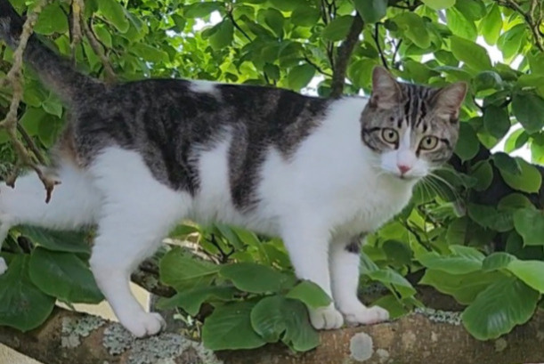 Disappearance alert Cat Male , 2 years Lorient France