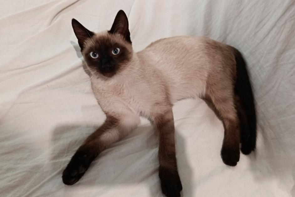 Disappearance alert Cat miscegenation  Male , 0 years Val-du-Mignon France