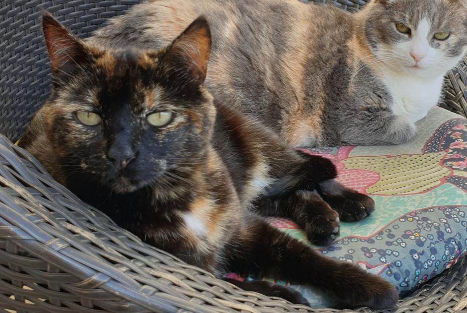 Disappearance alert Cat  Female , 6 years Mondeville France