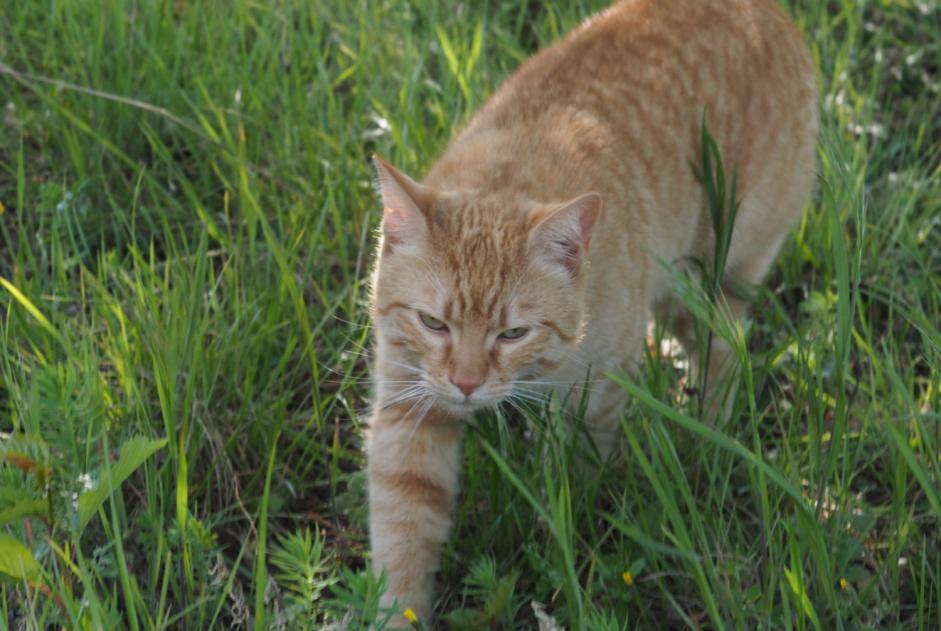 Disappearance alert Cat Male , 4 years Le Crest France