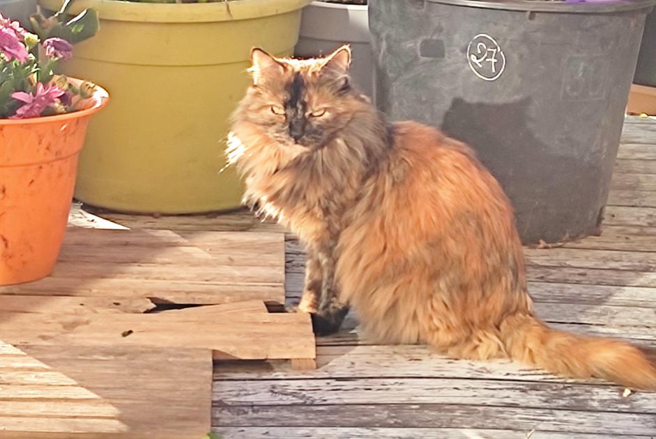 Disappearance alert Cat Female , 7 years Mèze France