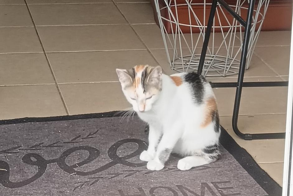 Disappearance alert Cat Female , 0 years Bayonne France