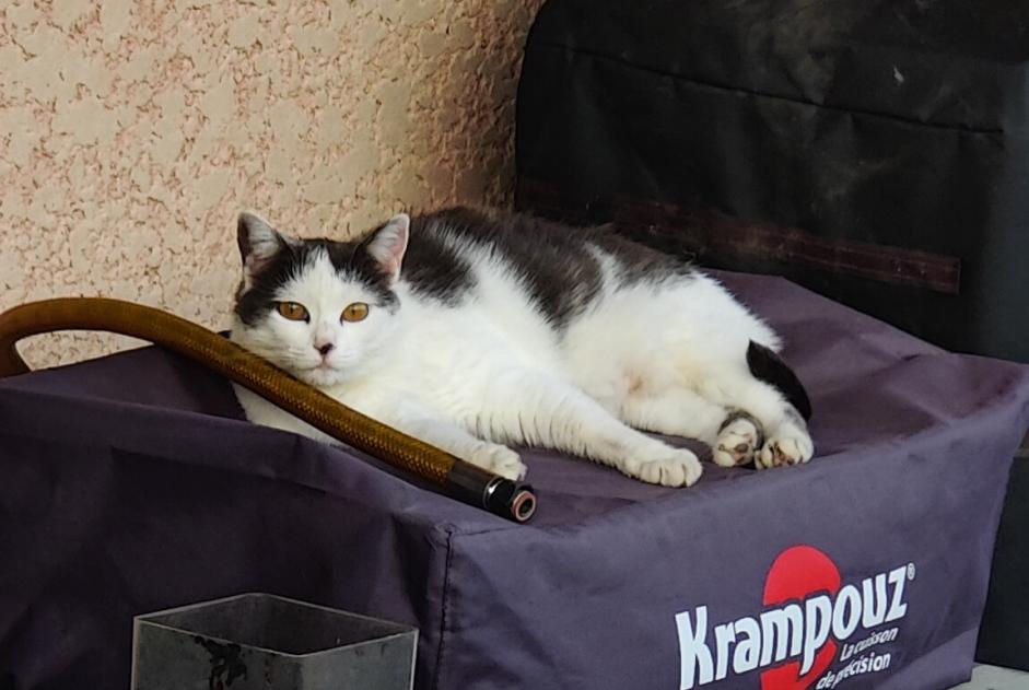 Disappearance alert Cat Female , 5 years Lupé France