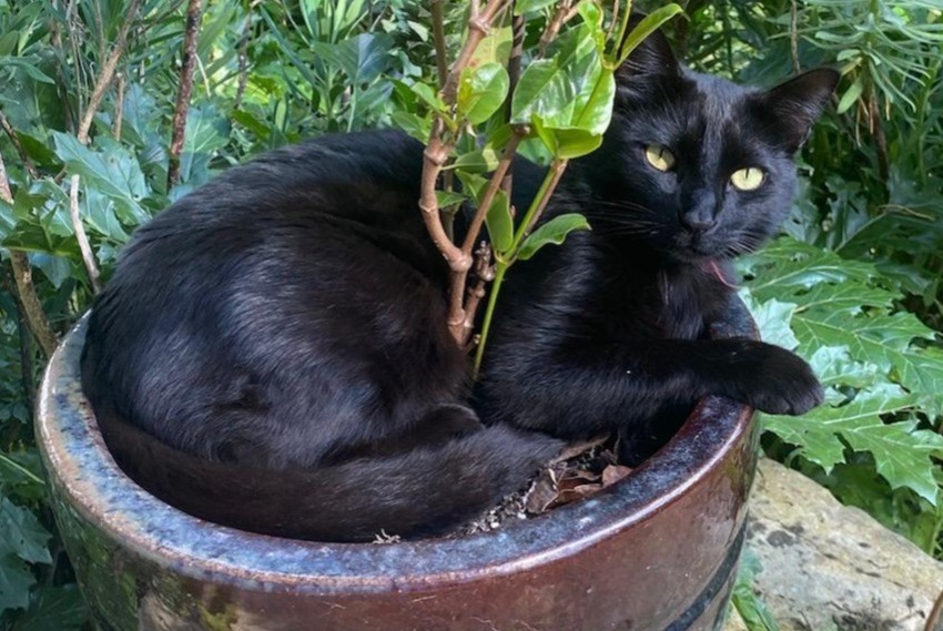 Disappearance alert Cat  Male , 3 years Montesquiou France