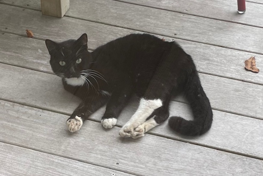 Discovery alert Cat Unknown Arcachon France