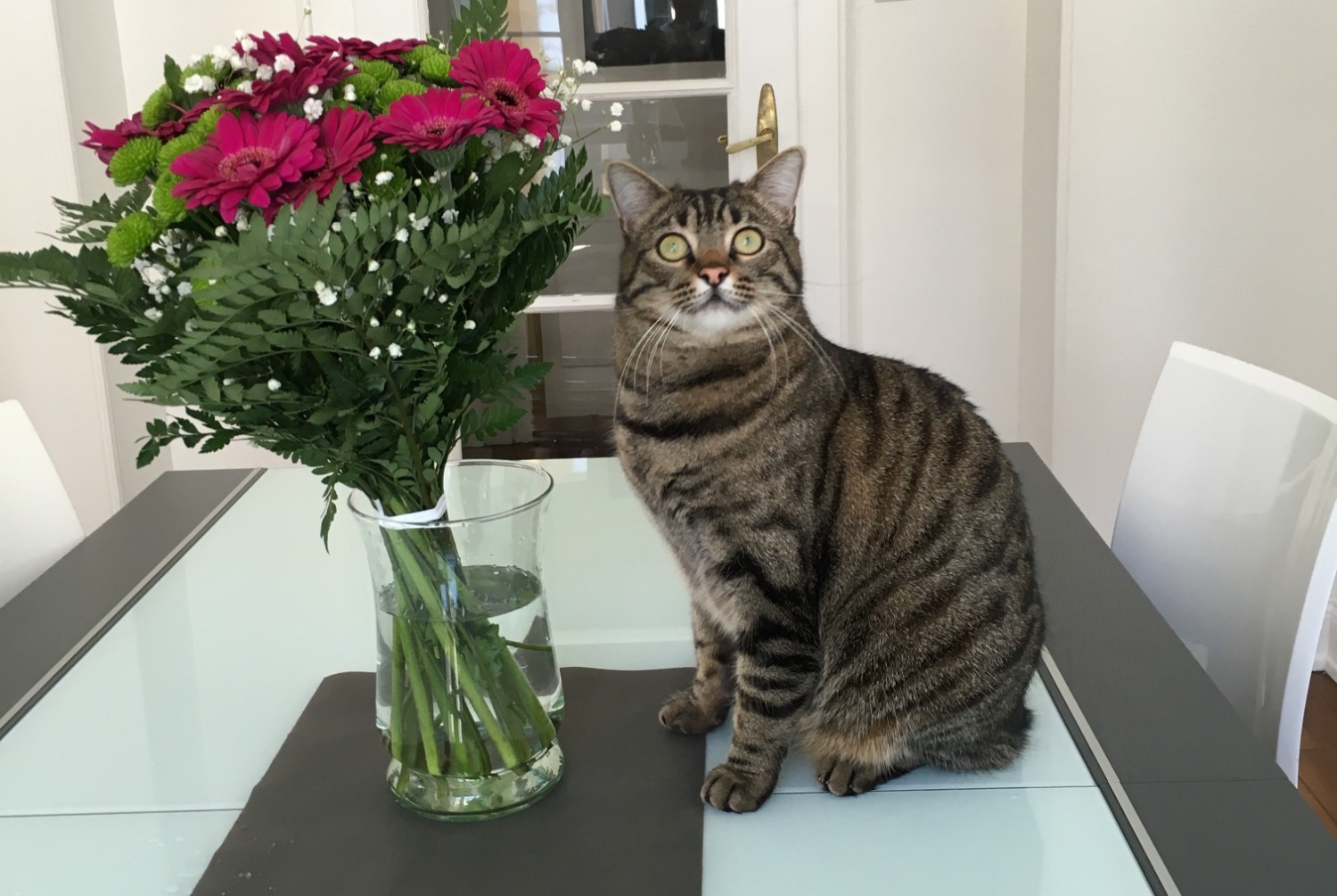 Disappearance alert Cat Male , 10 years Metz France