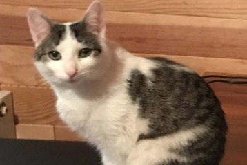 Disappearance alert Cat miscegenation  Female , 1 years Lesperon France