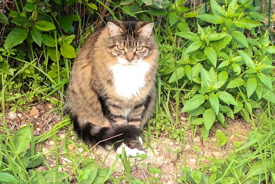 Discovery alert Cat Unknown Marseille France