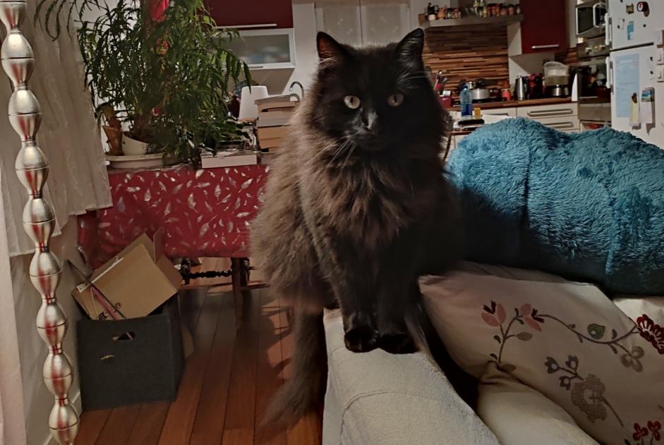 Disappearance alert Cat miscegenation  Male , 5 years Fourchambault France