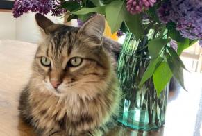 Disappearance alert Cat miscegenation  Male , 5 years Capdenac-Gare France