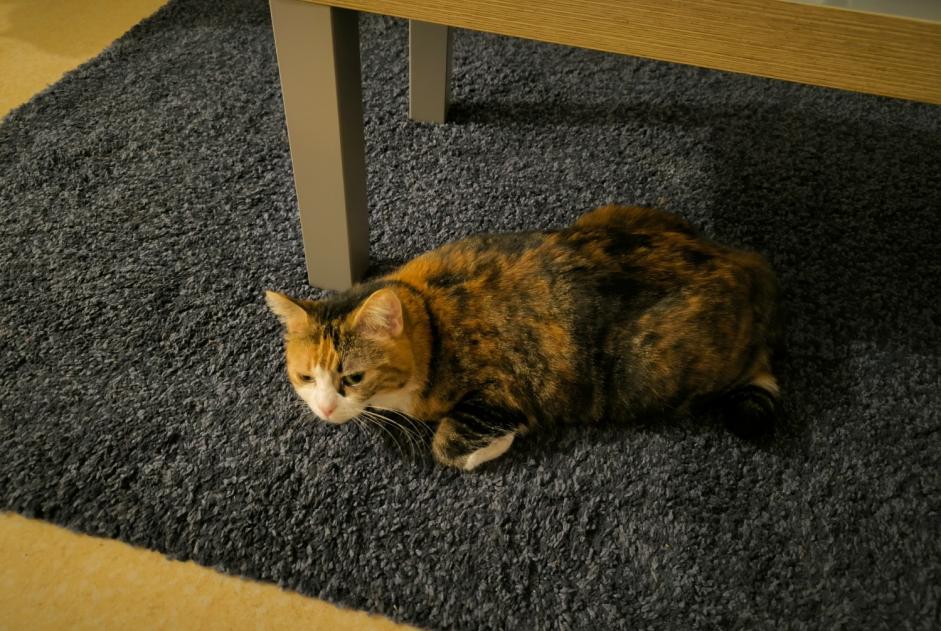 Disappearance alert Cat Female , 3 years Orléans France