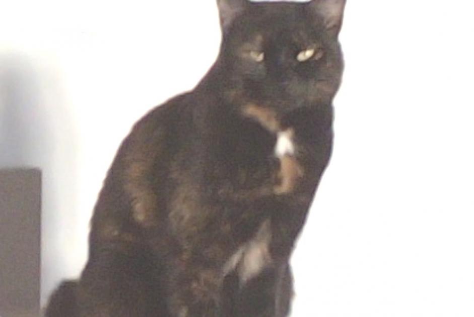 Disappearance alert Cat miscegenation  Female , 4 years Sauzet France