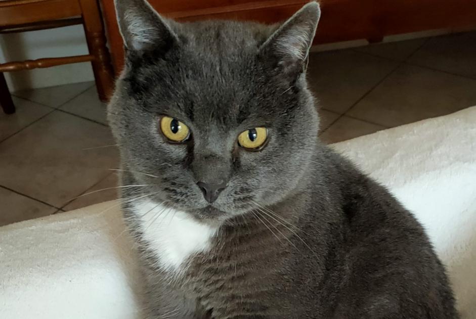 Disappearance alert Cat miscegenation  Male , 7 years Chevilly France