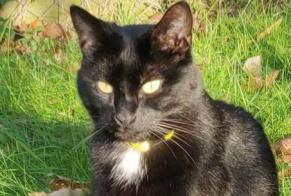 Disappearance alert Cat miscegenation  Male , 6 years Champcevinel France