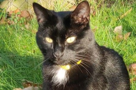 Disappearance alert Cat miscegenation  Male , 6 years Champcevinel France