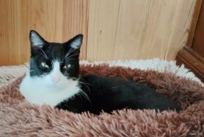 Disappearance alert Cat Male , 4 years Six-Fours-les-Plages France