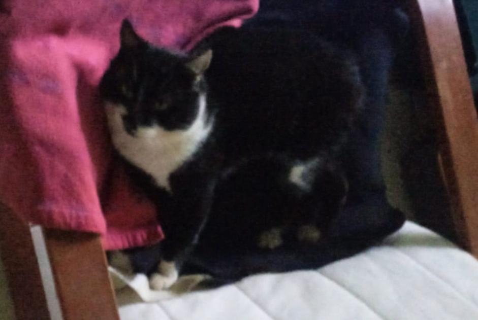 Disappearance alert Cat miscegenation  Male , 6 years Saint-Colomb-de-Lauzun France