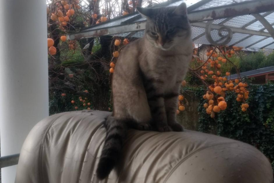 Disappearance alert Cat miscegenation  Male , 0 years Crupies France